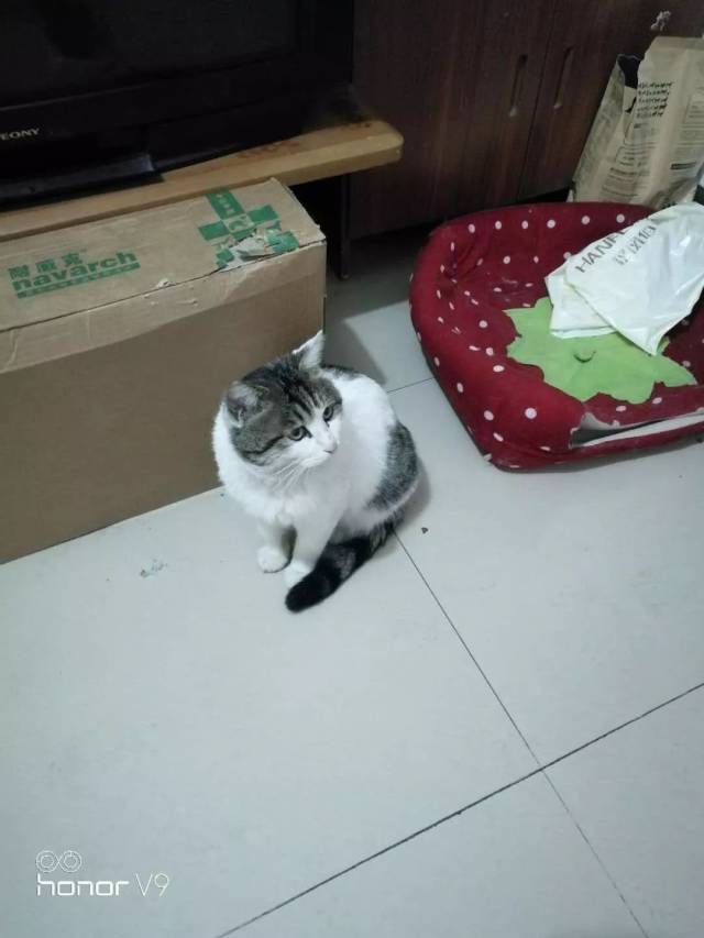 这次是北京回龙观的一只高白狸花猫