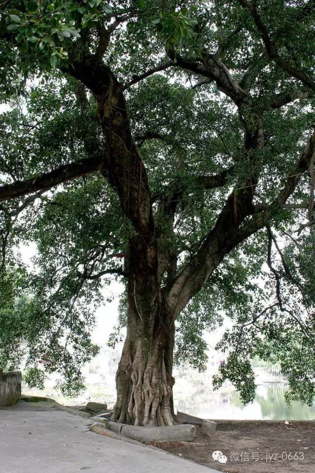 革命老區潭王村,位於揭陽市揭東區錫場鎮西部,毗鄰月城鎮,榕江北河中