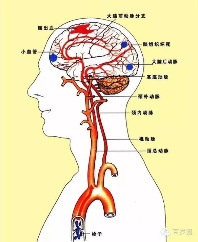 脖子的动脉血管位置图图片