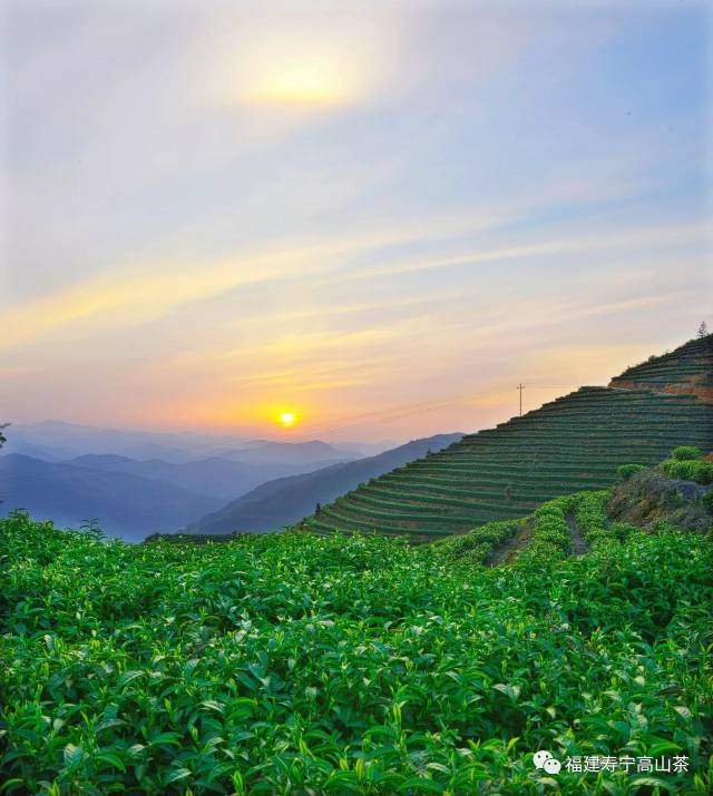 "寿宁高山茶"简介