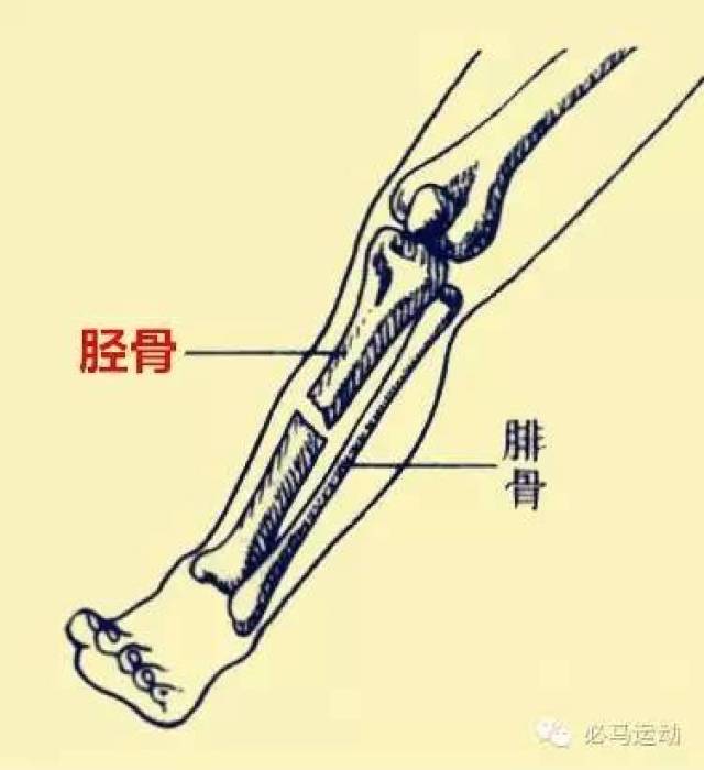 小腿胫腓骨疼痛,手摸,走路,前脚掌蹬地时疼痛.