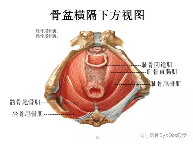 女性生殖系統解剖part iv-中山大學醫學院婦產科大課