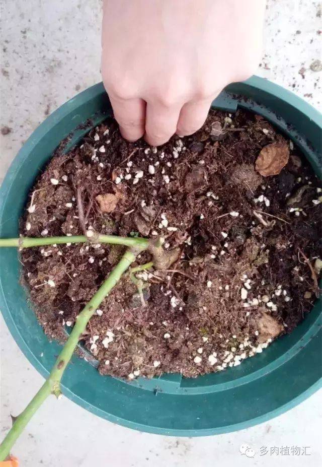 谁说浇水要十年功?明明这么"简单"!