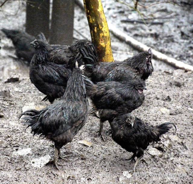 【义宏种养殖专业合作社饲养的三乌鸡】