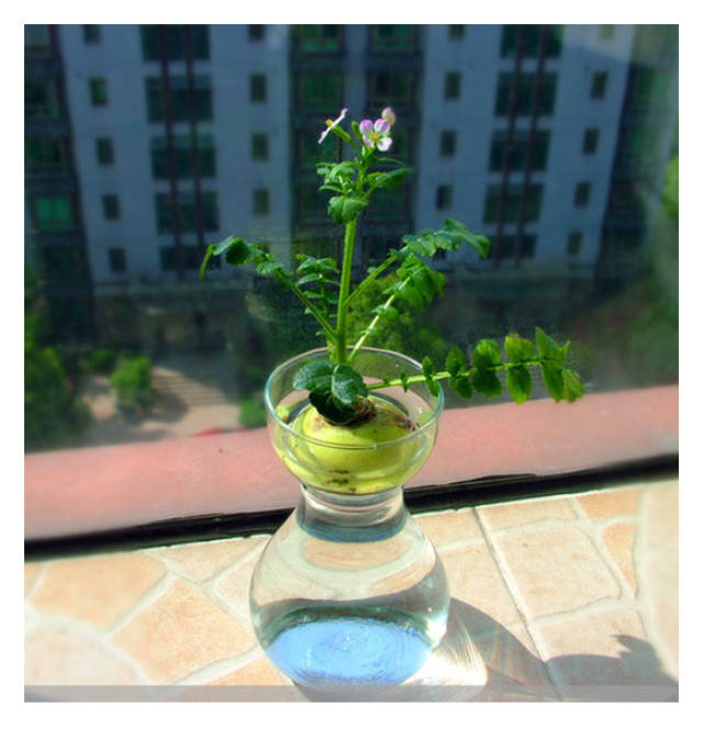 食材做盆栽,清新健康,从此不必怕发芽!