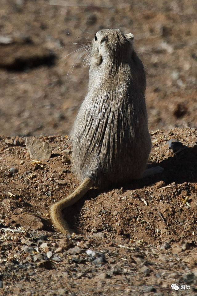 西北偏北 | 荒漠中的鼠王国