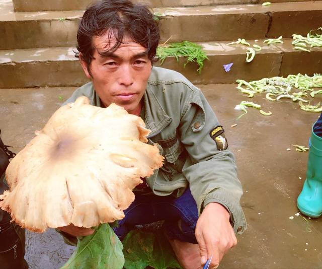 实拍爱吃蘑菇的云南人有些要上千元一斤