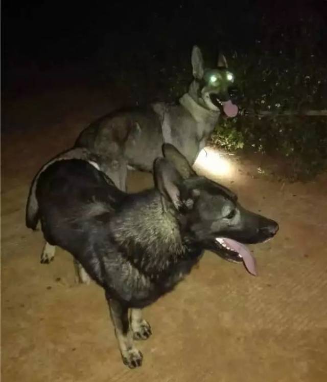 开远一犬场被偷狗贼洗劫,一晚上损失12只昆明犬,价值10万元!