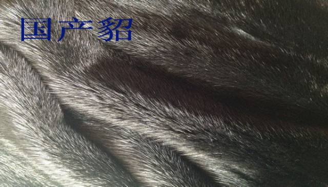 貂 毛皮 標本 貂皮等级的区分