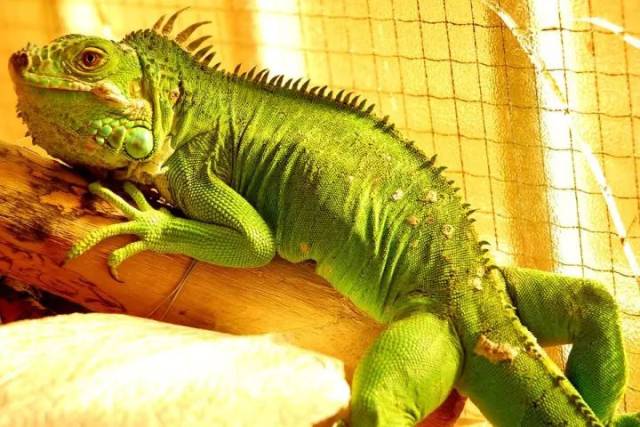 金延安动物园11月18日盛大开园!3800张门票免费送送送!