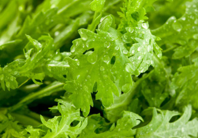 「美食百科」"皇帝菜"为什么是苦的?_手机搜狐网