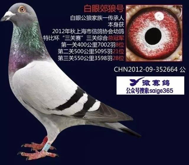 【图集】三关冠军育出三关冠军的"白眼公狼号"