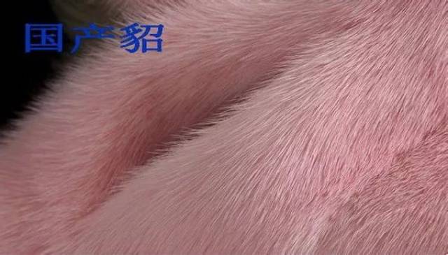 貂皮等级的区分