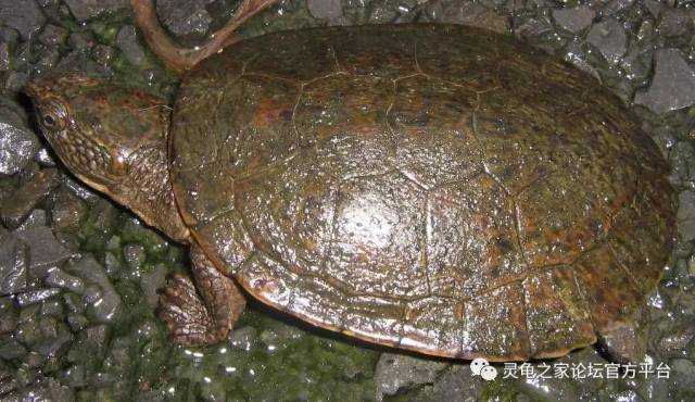 宽胸癞颈龟 普通癞颈龟