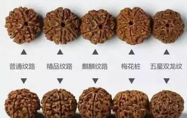 文玩堂：金刚菩提（爆肉五星深沟双龙） 文玩堂：金刚菩提（爆肉五星深沟双龙）