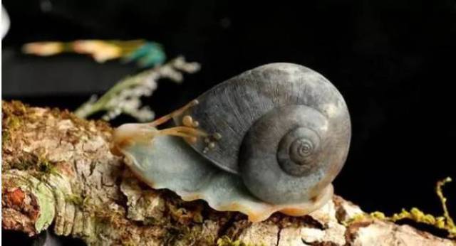 玉雕蜗牛,这纹理,这做工,堪称大师作品了!