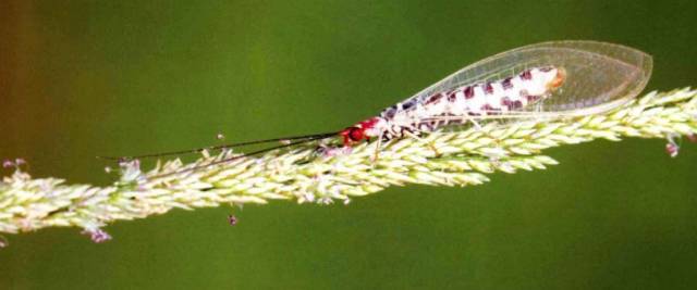 长裳树蚁蛉(蚁蛉科myrmeleontidae)