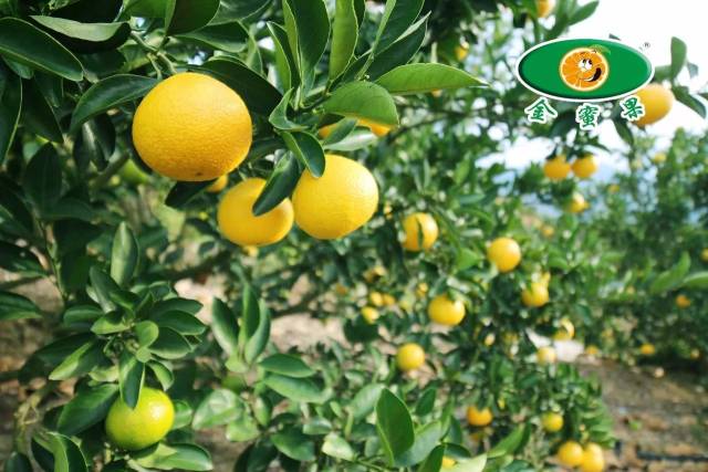 今年更比去年"甜"!