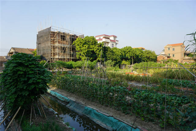 走进西樵新田村:村中有"鸭乸田"完好保留数百年