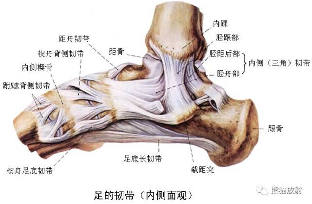 【解剖】踝关节系统解剖图 冠/矢/轴mri