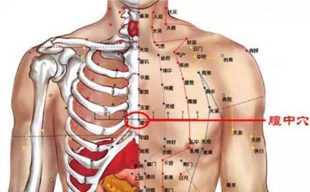 胸口在哪个位置示意图图片