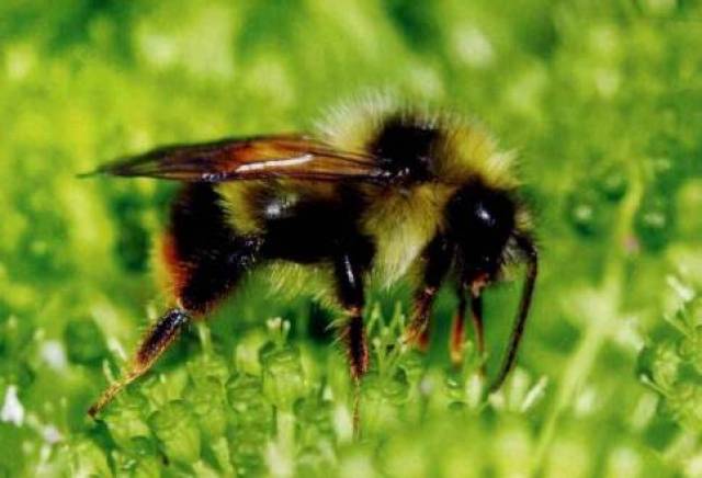 悬茧姬蜂(姬蜂科ichneumonidae)