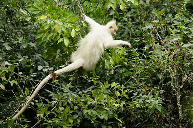 广西大新发现罕见白化黑叶猴