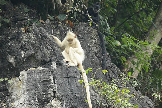 广西大新发现罕见白化黑叶猴_手机搜狐网