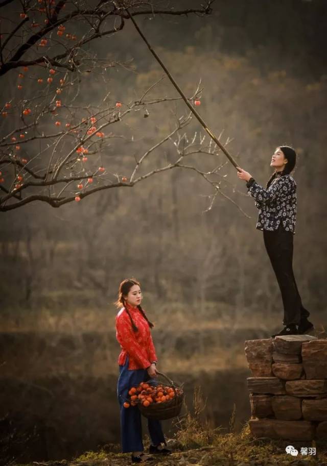 村里柿子红彤彤 和姐姐一起摘柿子,又想起我们在一起的场景.
