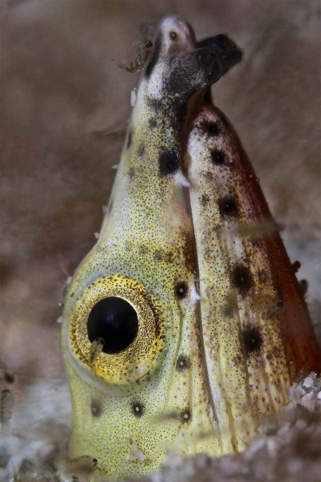 水下超微距摄影 《水摄文章》