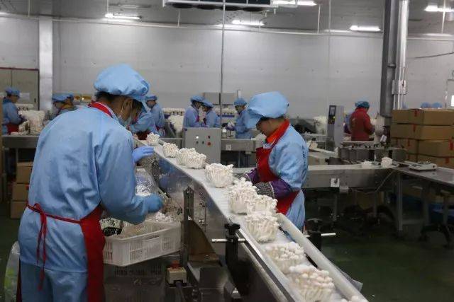 聚焦品牌▏光明森源"九道菇"相约与您邂逅美味