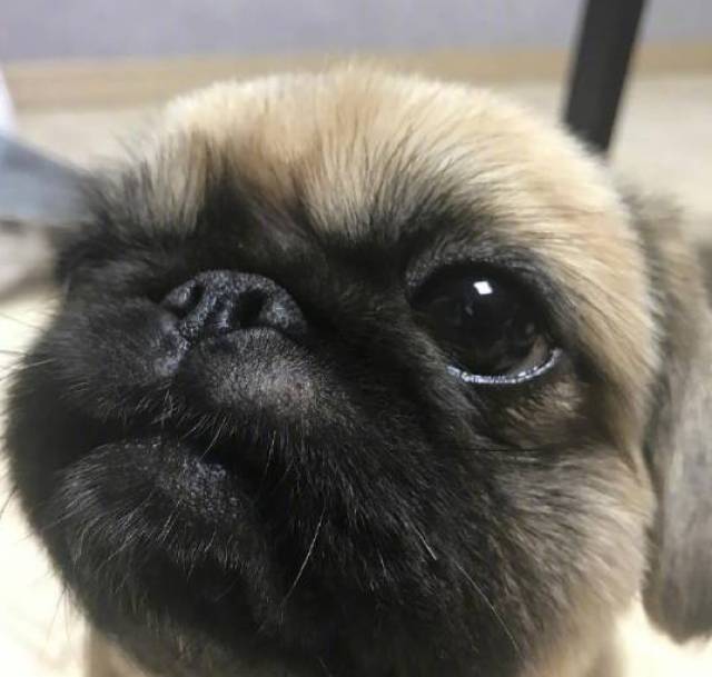 京巴冒充巴哥?这挖煤脸,委屈相,毫无违和感啊!