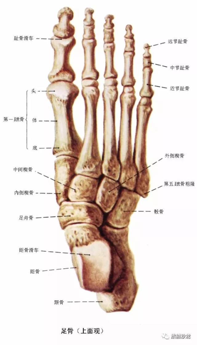 踝及足部 系统解剖图 1 拇长屈肌,2 胫骨后肌,3 腓动脉(交通支),4 胫