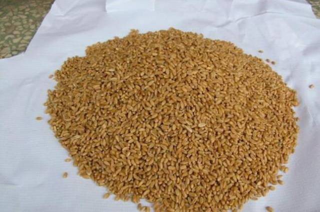 钓鱼饵料篇:酸香麦子的制作方法,南方北方都适用_手机搜狐网