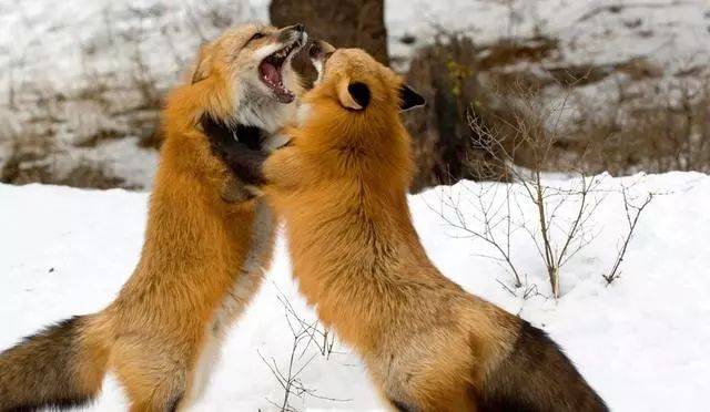 第四名:狐狸黄鼠狼是自然界的高手之一,也是鸡的天敌,毕生以吃鸡为