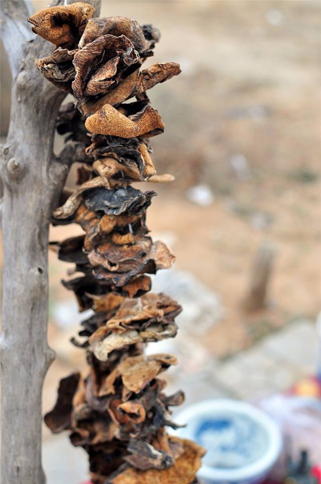 而泰山农家是俗称写为松蛾子的.