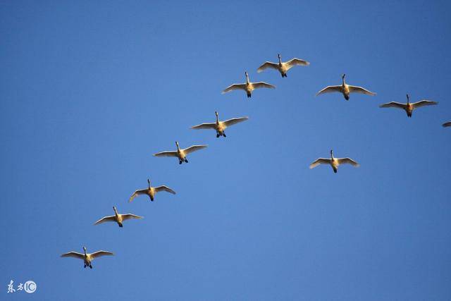 微小说:领头大雁