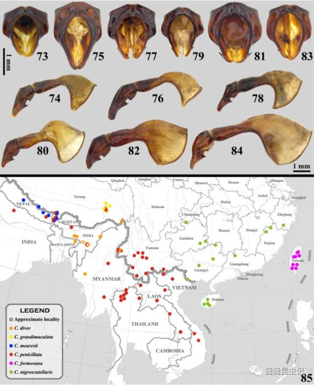 采集,频繁地在黑蜣,锹甲或木栖蜚蠊栖息的朽木中发现瘦花金龟的幼虫