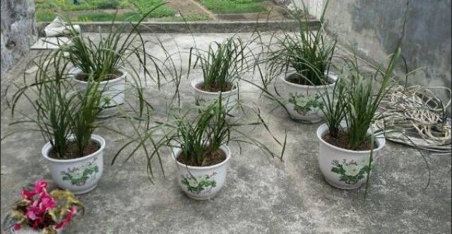 这样的兰花值钱吗?我们这山上多得很,几乎每家院子里都有几盆