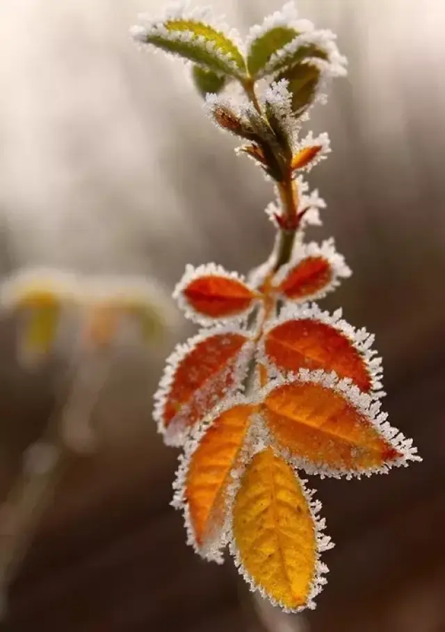 小雪霜叶烂漫,看冬日里美醉的秋天!