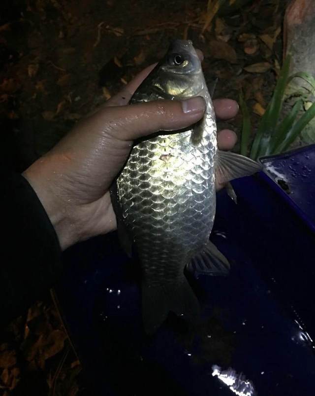 山里独自夜钓,山涧太窄,抛竿抛到对岸,招来野物咬钩