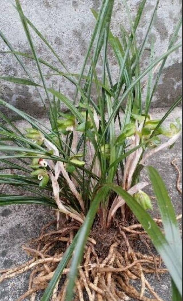 這樣的蘭花值錢嗎?我們這山上多得很,幾乎每家院子裡都有幾盆