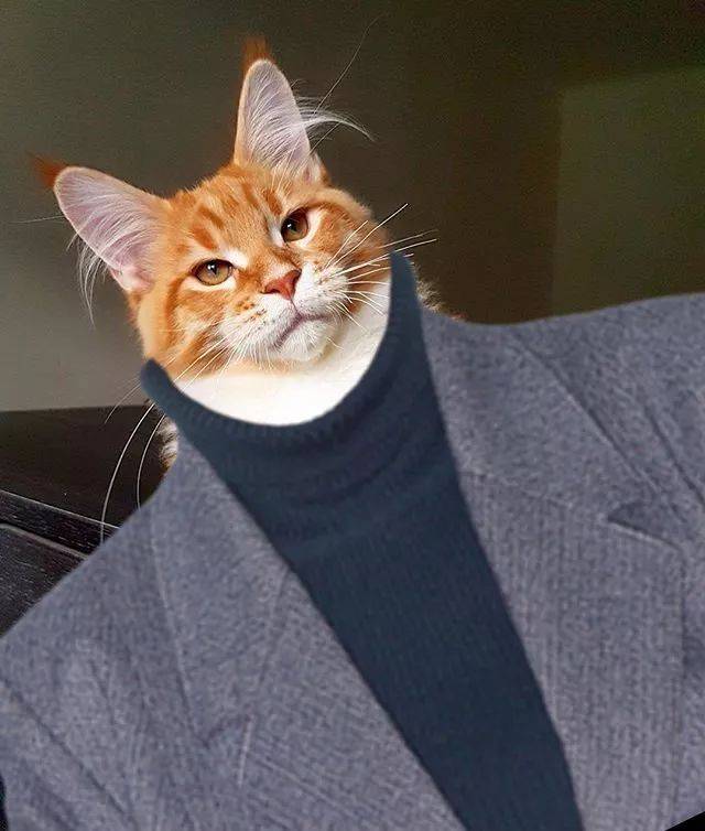 你知道猫咪拍证件照是什么样子吗?简直是制服诱惑!