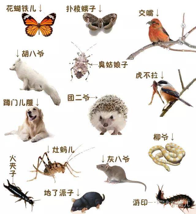 么虎儿了" 属于北京土话,狗带的意思 就是壁虎,"玩儿蝎了虎子"就是说