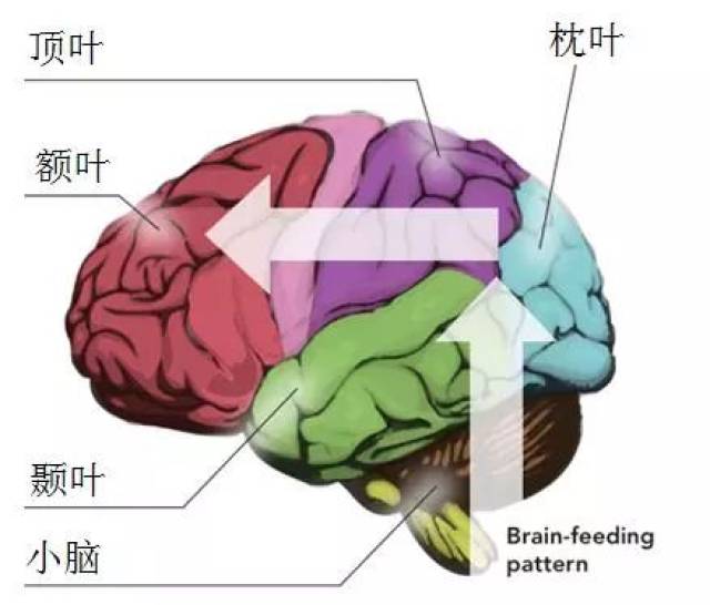 刺激大腦後部(枕葉,頂葉及小腦),從而改善大腦認知功能(額葉,顳葉)