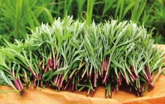 6g,钙730mg,硫胺素0.0075mg,磷102mg,胡萝卜素1.