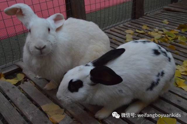 机警的小花兔,要沉稳些,先闻一闻,再做打算.