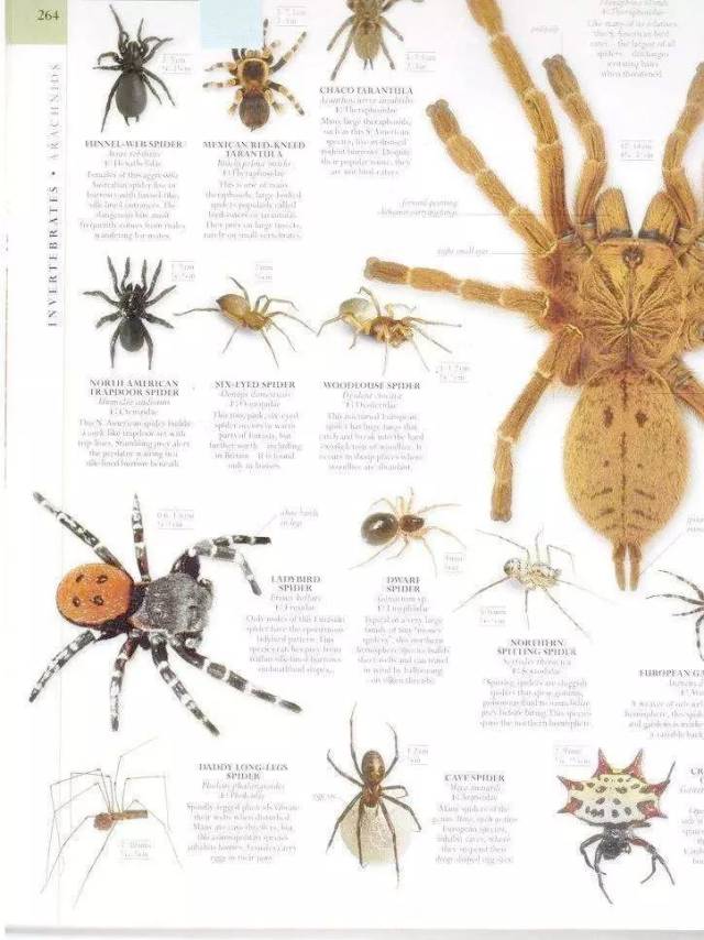 常见的蜘蛛图片和名称图片