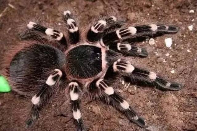 【科学探索】疯狂动物世界番外篇——奇异的蜘蛛军团|12.2上午