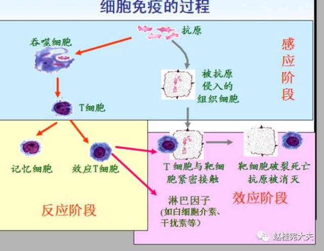 人的免疫系统是一个防卫系统,免疫细胞如同警察一般,每天随着血液循环